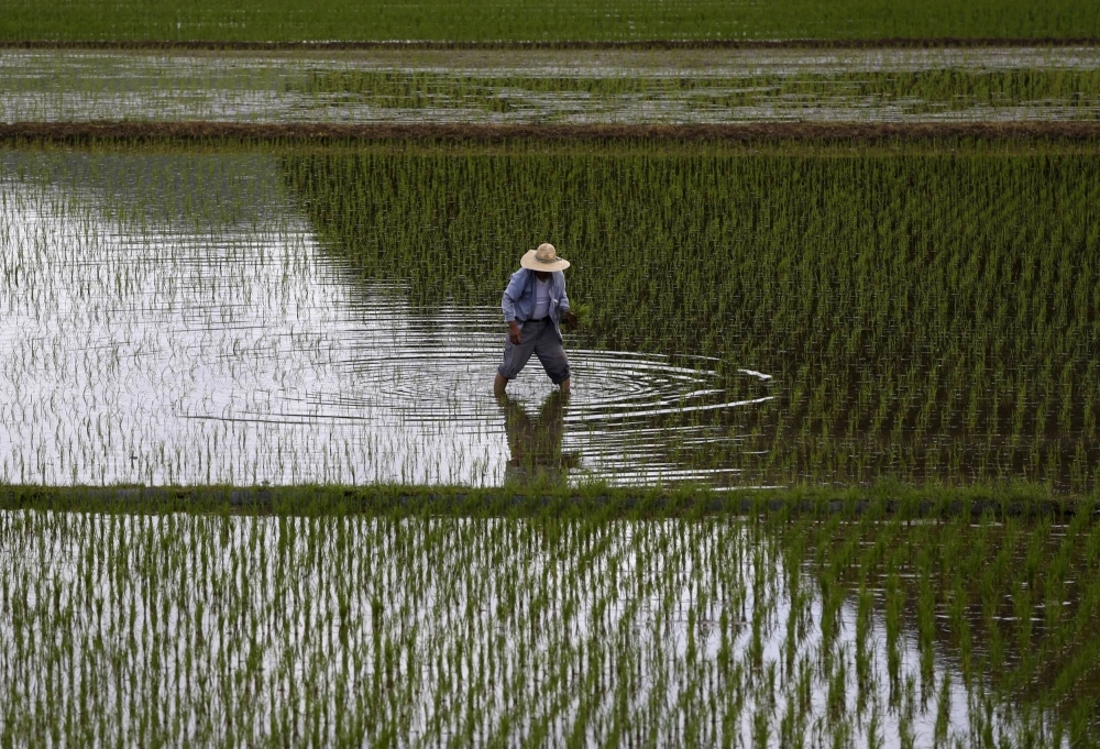 A farmer plants seedlings in Satsumasendai, Kagoshima Prefecture. Japan’s self sufficiency rate for rice is nearly 100%, compared with 38% for food overall, on a calorie basis. A farmer plants seedlings in Satsumasendai, Kagoshima Prefecture. Japan’s self sufficiency rate for rice is nearly 100%, compared with 38% for food overall, on a calorie basis.