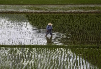 A farmer plants seedlings in Satsumasendai, Kagoshima Prefecture. Japan’s self sufficiency rate for rice is nearly 100%, compared with 38% for food overall, on a calorie basis. | Reuters