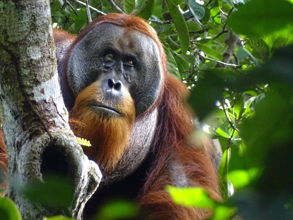 Scientists have observed an orangutan applying medicinal herbs to a face wound in an apparently successful attempt to heal an injury, the first time such behavior has been recorded. Scientists have observed an orangutan applying medicinal herbs to a face wound in an apparently successful attempt to heal an injury, the first time such behavior has been recorded.