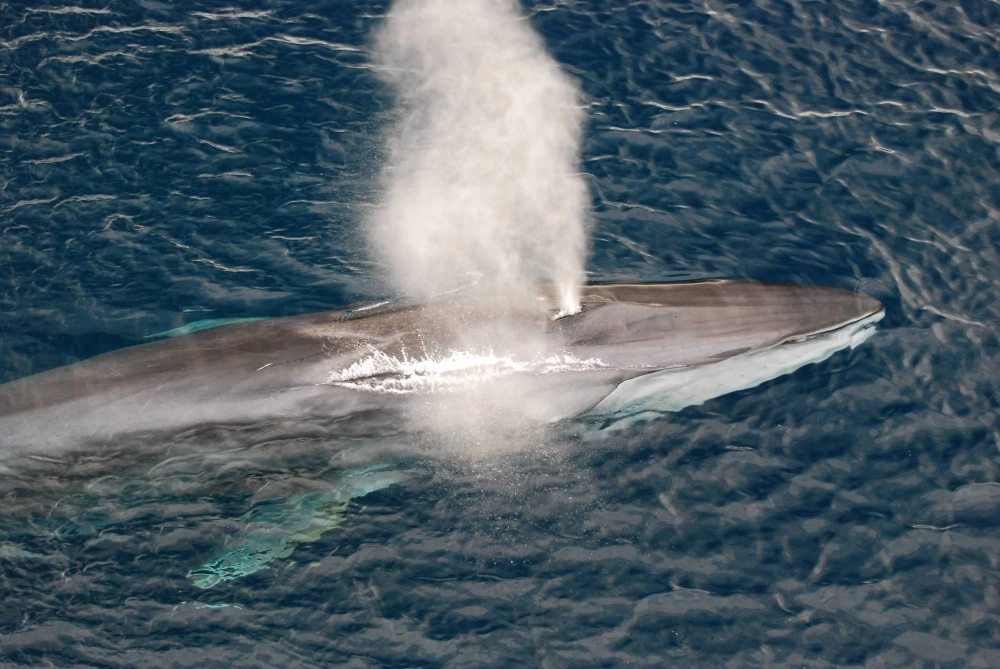 Japan will add large fin whales to its list of commercial whaling species. Japan will add large fin whales to its list of commercial whaling species.