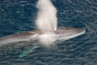 Japan will add large fin whales to its list of commercial whaling species. | Getty Images