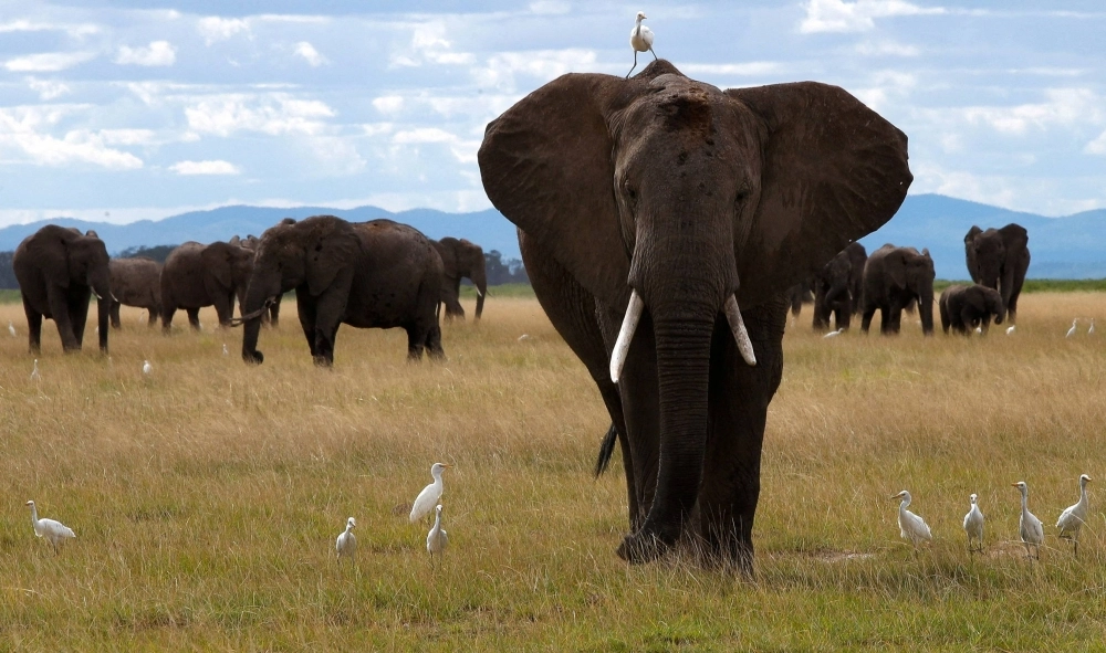 A bird perches on an elephant in the Amboseli National Park in Kajiado County, Kenya, on April 4. A bird perches on an elephant in the Amboseli National Park in Kajiado County, Kenya, on April 4.