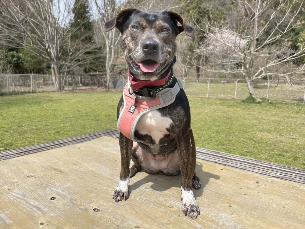 Believed to have been born in about April 2017, Rose only came to ARK last year. Believed to have been born in about April 2017, Rose only came to ARK last year.