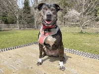 Believed to have been born in about April 2017, Rose only came to ARK last year. | KANA MATSUTANI