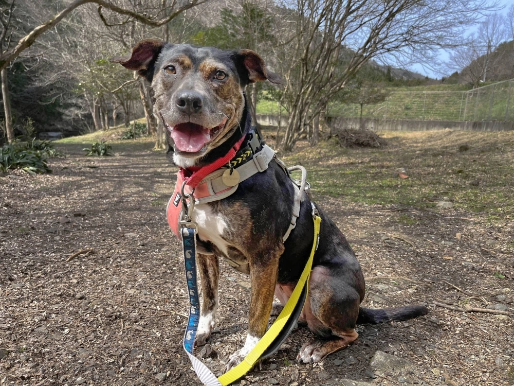 Rose (pronounced like the wine) is nothing to fear. Rose (pronounced like the wine) is nothing to fear.