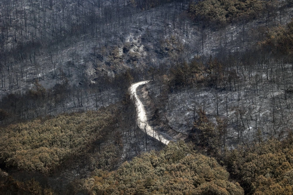 Charred trees are seen at Dadia National Park in the region of Evros, Greece, in September. Charred trees are seen at Dadia National Park in the region of Evros, Greece, in September.