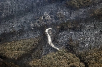 Charred trees are seen at Dadia National Park in the region of Evros, Greece, in September. | REUTERS
Wildfire in the region of Evros
