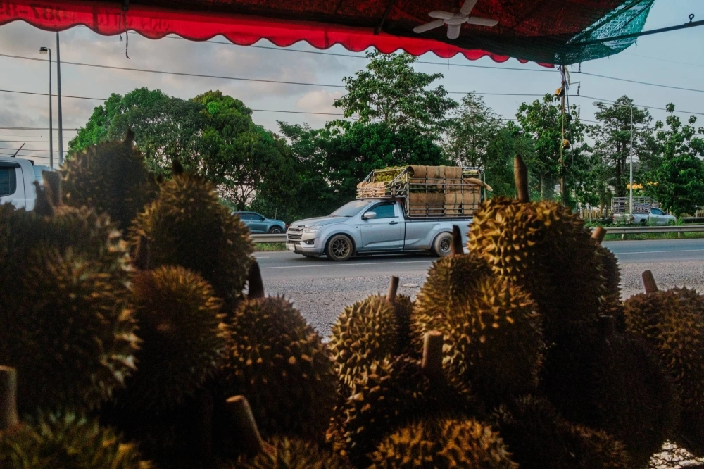 Durians at a roadside stand in Chantaburi, Thailand, which is by far the fruit’s biggest exporting country, on April 24. China’s demand for the large and spiky fruit is creating fortunes and reshaping parts of Southeast Asia. Durians at a roadside stand in Chantaburi, Thailand, which is by far the fruit’s biggest exporting country, on April 24. China’s demand for the large and spiky fruit is creating fortunes and reshaping parts of Southeast Asia.
