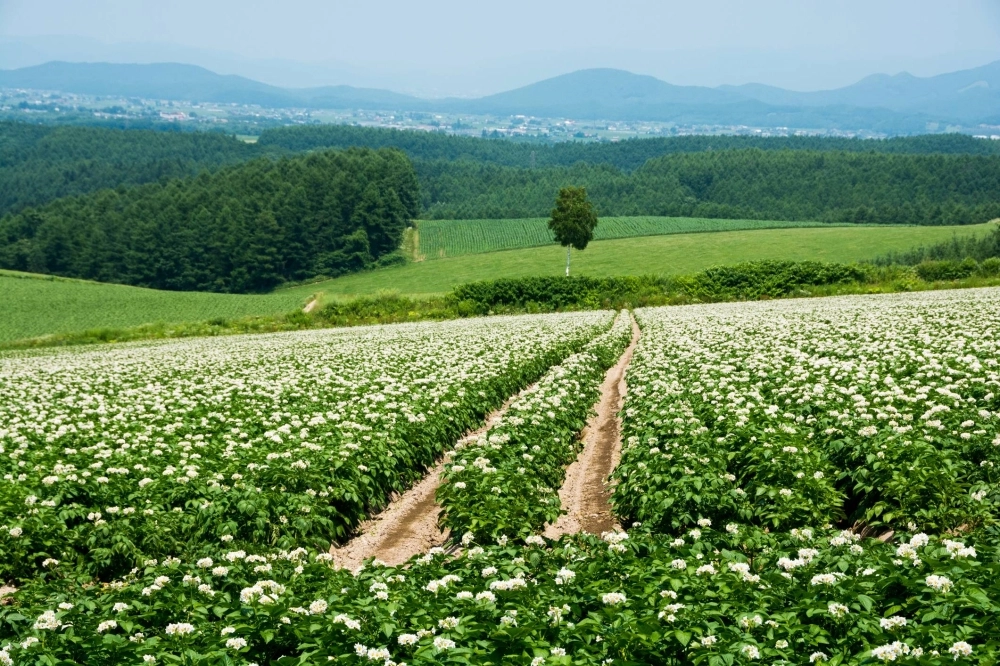 A potato field in summer in Hokkaido. The prefecture is a significant source of food and produced 81% of Japan's potatoes in 2022. A potato field in summer in Hokkaido. The prefecture is a significant source of food and produced 81% of Japan's potatoes in 2022.