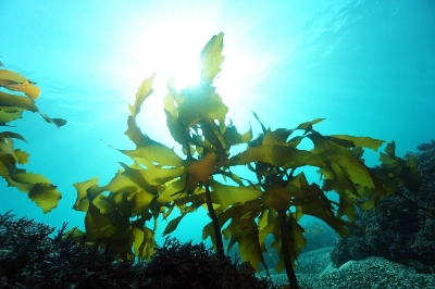 Seaweed in the ocean off Hayama, Kanagawa Prefecture. Local residents aim to restore seagrass and seaweed beds suffering from marine desertification, and their project has also been certified to receive "blue carbon" credits. Seaweed in the ocean off Hayama, Kanagawa Prefecture. Local residents aim to restore seagrass and seaweed beds suffering from marine desertification, and their project has also been certified to receive "blue carbon" credits.