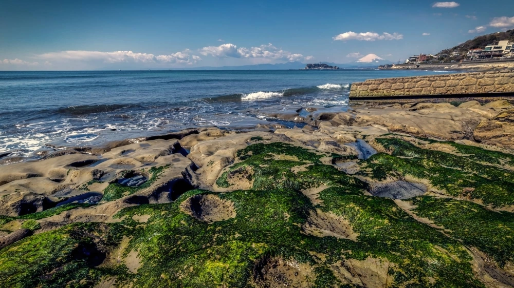 The shoreline in Inamuragasaki, Kanagawa Prefecture, with Mount Fuji in the background. While the deterioration of Japan’s coastal ecology has long concerned scientists, officials and fishers, the government’s 2020 declaration that Japan would reduce its greenhouse gas emissions to net zero by 2050 boosted interest in conserving and restoring these habitats, this time for their carbon benefits. The shoreline in Inamuragasaki, Kanagawa Prefecture, with Mount Fuji in the background. While the deterioration of Japan’s coastal ecology has long concerned scientists, officials and fishers, the government’s 2020 declaration that Japan would reduce its greenhouse gas emissions to net zero by 2050 boosted interest in conserving and restoring these habitats, this time for their carbon benefits.