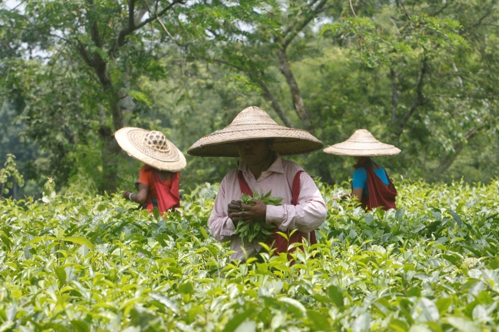 Tea garden workers pluck tea leaves inside Durgabari Tea Estate on the outskirts of Agartala, India, in 2017.  Tea garden workers pluck tea leaves inside Durgabari Tea Estate on the outskirts of Agartala, India, in 2017.