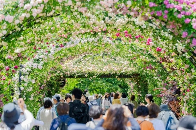 Visitors take photos of a tunnel of roses at Yokohama English Garden on Wednesday in Yokohama. Visitors take photos of a tunnel of roses at Yokohama English Garden on Wednesday in Yokohama.