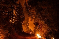 A firefighter monitors a controlled burn set along Highway 32 near Chico, California, on Tuesday. A controlled burn helps reduce fuel for the Park Fire. | Loren Elliott / The New York Times