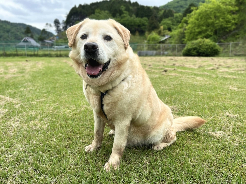 True to his breed, Jasper loves water, loves to wade in streams and will even try to get into his water dish if you let him. True to his breed, Jasper loves water, loves to wade in streams and will even try to get into his water dish if you let him.