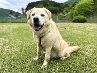 True to his breed, Jasper loves water, loves to wade in streams and will even try to get into his water dish if you let him. | COURTESY OF KANA MATSUTANI