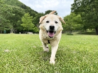 If you’re looking for a great dog, run — don’t walk — to adopt Jasper before it’s too late. | COURTESY OF KANA MATSUTANI