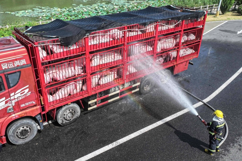 A firefighter sprays water on a truck transporting pigs after they showed signs of heatstroke in eastern China's Jiangsu province on Thursday. A firefighter sprays water on a truck transporting pigs after they showed signs of heatstroke in eastern China's Jiangsu province on Thursday.