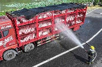 A firefighter sprays water on a truck transporting pigs after they showed signs of heatstroke in eastern China's Jiangsu province on Thursday. | AFP-JIJI