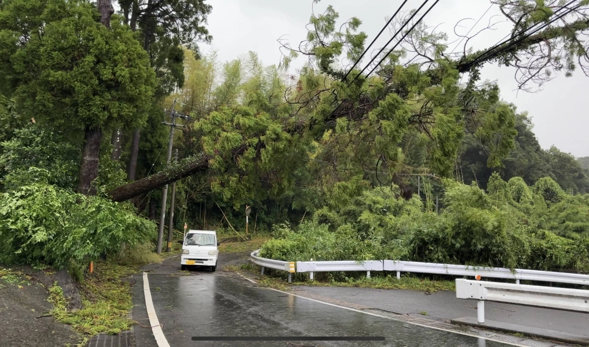 A tree that was blown over from the storm's impact lies suspended precariously over a road in southern Kagoshima on Friday. A tree that was blown over from the storm's impact lies suspended precariously over a road in southern Kagoshima on Friday.