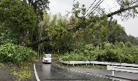A tree that was blown over from the storm's impact lies suspended precariously over a road in southern Kagoshima on Friday. | Courtesy of James Reynolds