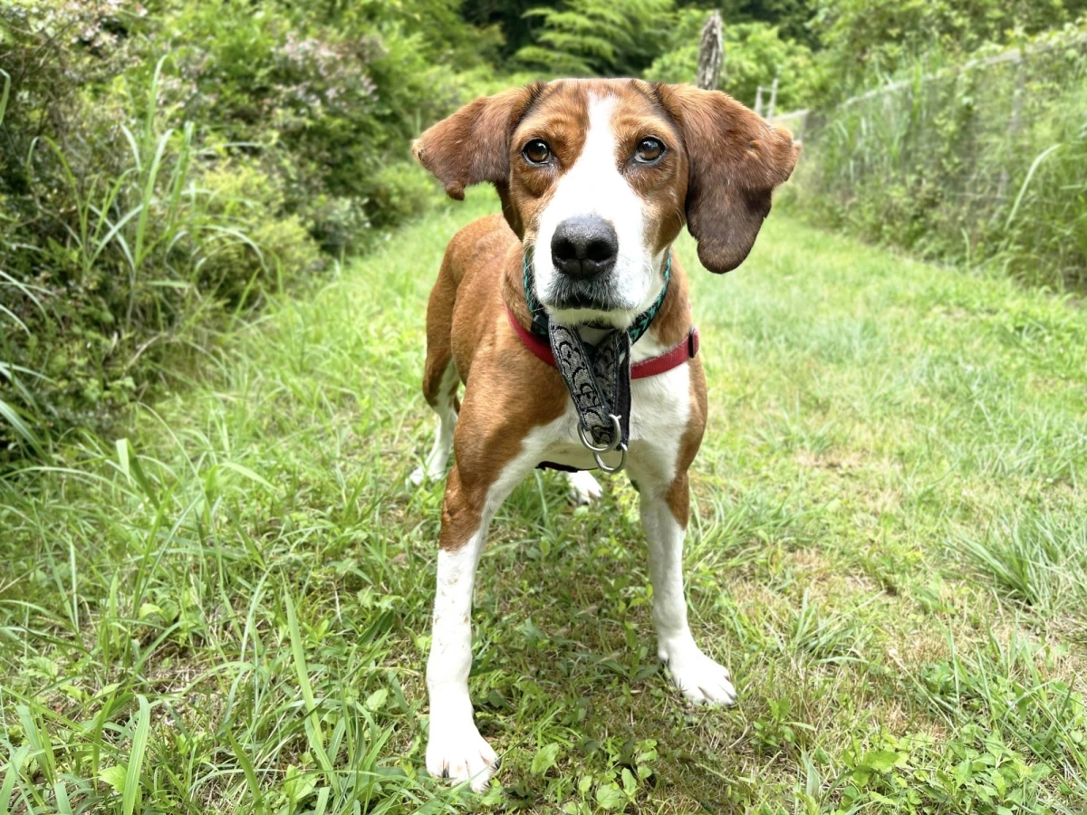 Amber endured a tough life as a breeding dog with a violent owner but has shown a strength of spirit since arriving at ARK. Amber endured a tough life as a breeding dog with a violent owner but has shown a strength of spirit since arriving at ARK.