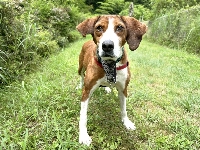 Amber endured a tough life as a breeding dog with a violent owner but has shown a strength of spirit since arriving at ARK. | COURTESY OF KANA MATSUTANI