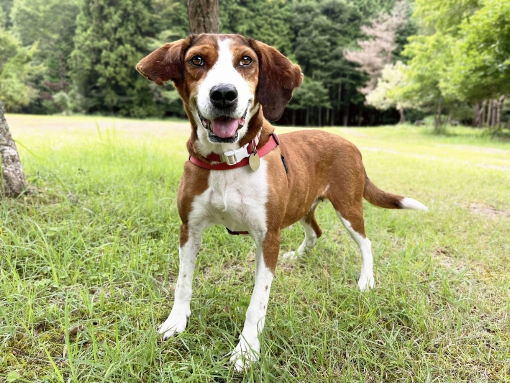 An understanding family and loving home will help Amber heal her wounds. An understanding family and loving home will help Amber heal her wounds.