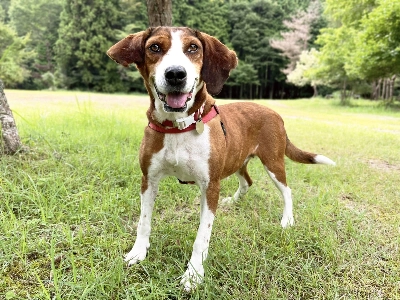 An understanding family and loving home will help Amber heal her wounds. An understanding family and loving home will help Amber heal her wounds.