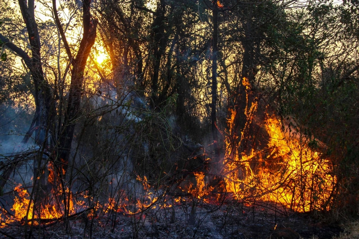 Forest fires have been raging for several weeks in Brazil, particularly in the Amazon rainforest in the north, bringing a heavy layer of smoke to many cities and even reaching neighboring countries. Forest fires have been raging for several weeks in Brazil, particularly in the Amazon rainforest in the north, bringing a heavy layer of smoke to many cities and even reaching neighboring countries.