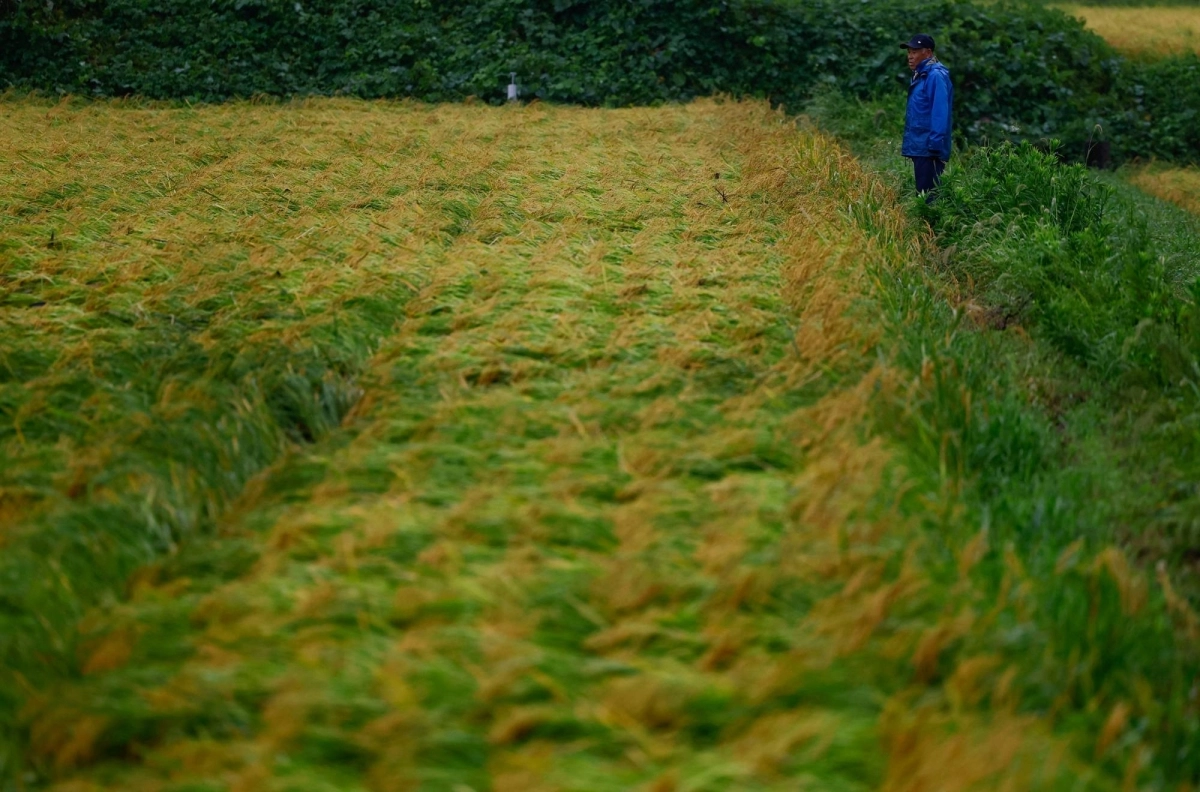A farmer stands next to his flood-damaged rice field during Typhoon Shanshan in Yufu, Oita prefecture, on Aug. 30. A farmer stands next to his flood-damaged rice field during Typhoon Shanshan in Yufu, Oita prefecture, on Aug. 30.