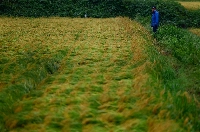 A farmer stands next to his flood-damaged rice field during Typhoon Shanshan in Yufu, Oita prefecture, on Aug. 30. | REUTERS