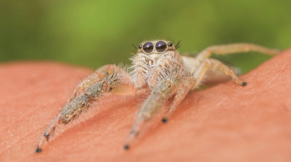 Most of Japan's spiders are harmless but that doesn't offer much comfort to arachnaphobes who find them crawling around their apartments. Most of Japan's spiders are harmless but that doesn't offer much comfort to arachnaphobes who find them crawling around their apartments.
