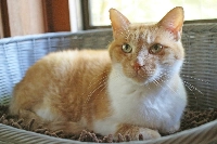 Laidback and friendly, Ice-T is a calm presence befitting his cool name. | COURTESY OF SEITARO MATSUO