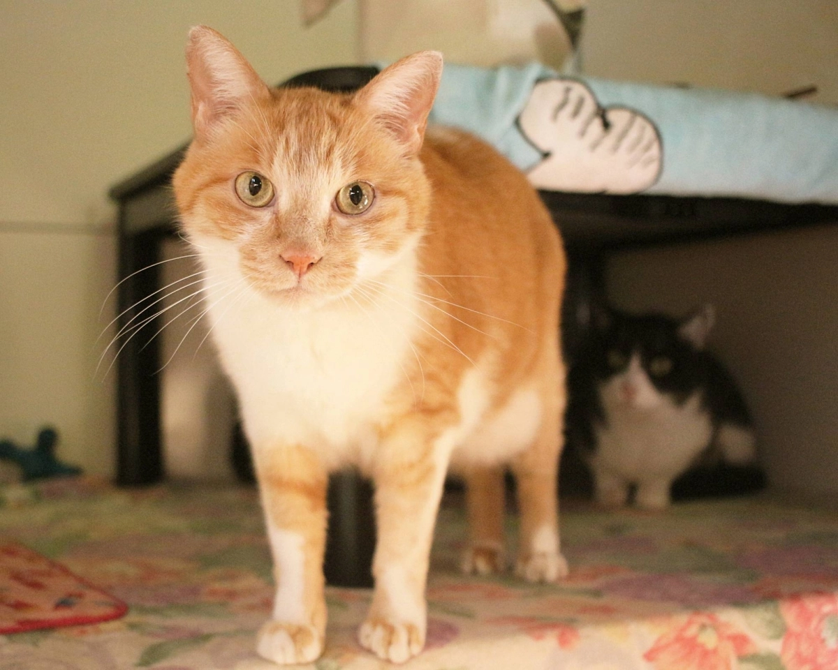 Having lived with two other cats, Ice-T is incredibly friendly, and his fellow former housemates are also available for adoption. Having lived with two other cats, Ice-T is incredibly friendly, and his fellow former housemates are also available for adoption.