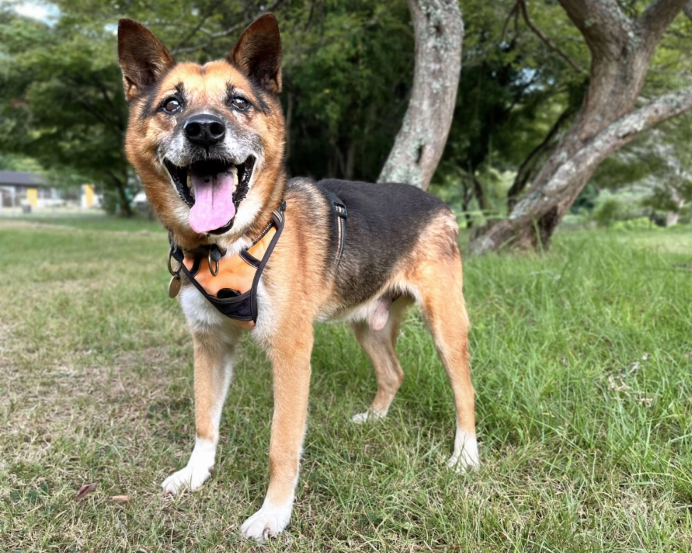 With his robust physique and loving spirit, Yukichi will make one lucky family very happy. With his robust physique and loving spirit, Yukichi will make one lucky family very happy.