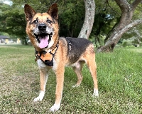 With his robust physique and loving spirit, Yukichi will make one lucky family very happy. | COURTESY OF KANA MATSUTANI