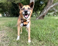 Yukichi was found on the streets of Kyoto and is now ready for his next chapter. | COURTESY OF KANA MATSUTANI