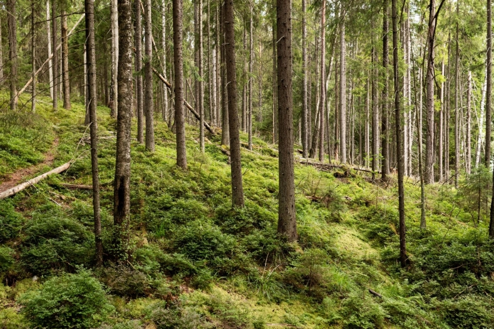 A section of forest in part of the Natura 2000 nature protection areas in Kirkkonummi, Finland, in July 2021.  A section of forest in part of the Natura 2000 nature protection areas in Kirkkonummi, Finland, in July 2021.