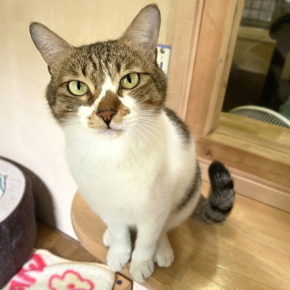 Lauretta is perfectly content to watch you from afar in the hope that you'll come to her with some much-needed affection. Lauretta is perfectly content to watch you from afar in the hope that you'll come to her with some much-needed affection.