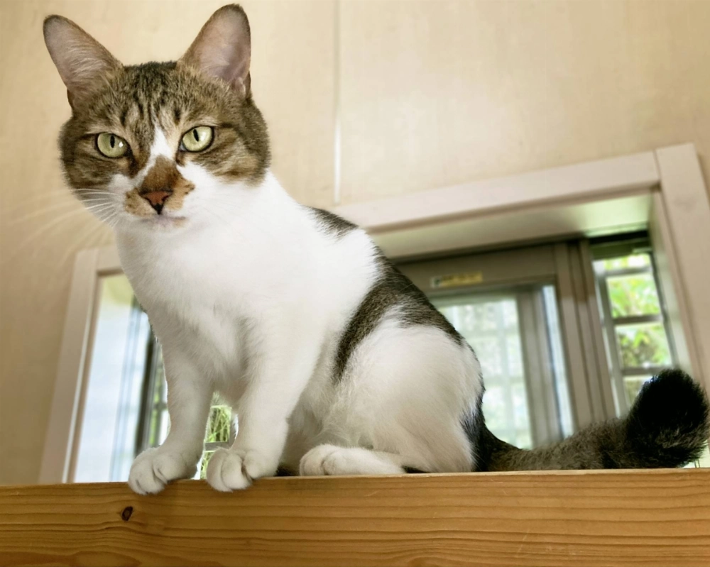 Lauretta is much calmer and more demure than her operatic name might suggest. Lauretta is much calmer and more demure than her operatic name might suggest.