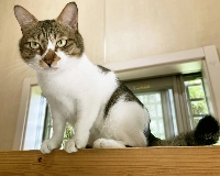 Lauretta is much calmer and more demure than her operatic name might suggest. | COURTESY OF MOE KOJIMA