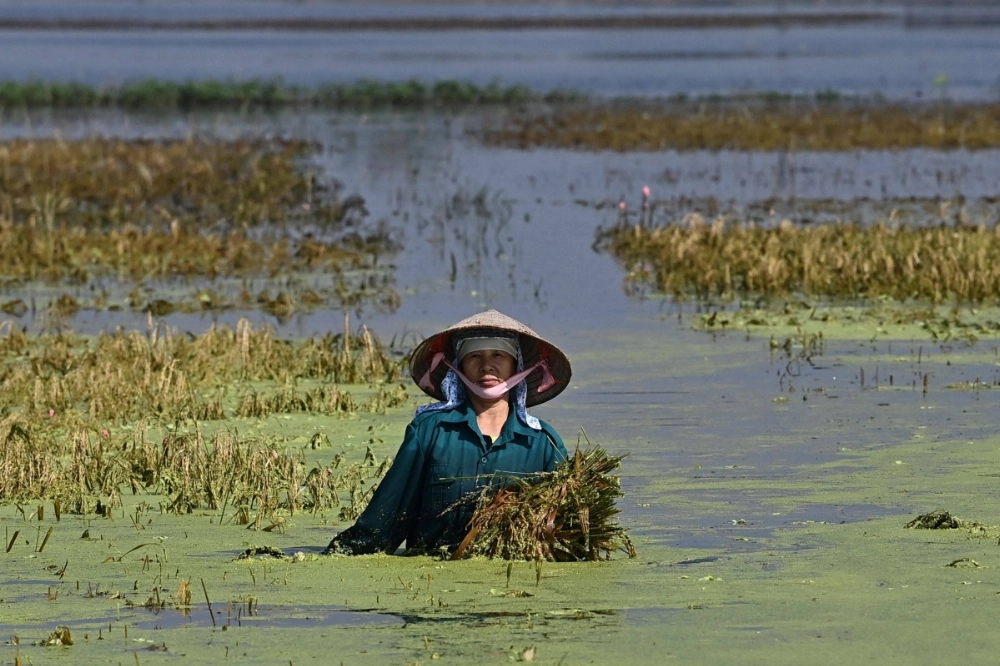 A farmer salvages some of the harvest from a flooded rice field near Hanoi on Sept. 24 A farmer salvages some of the harvest from a flooded rice field near Hanoi on Sept. 24