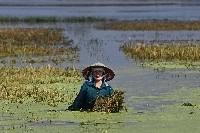A farmer salvages some of the harvest from a flooded rice field near Hanoi on Sept. 24 | AFP-JIJI