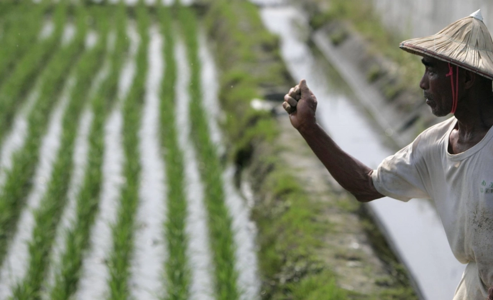 A man spreads fertilizer on a paddy field in Ilan County, Taiwan, in 2008.  A man spreads fertilizer on a paddy field in Ilan County, Taiwan, in 2008.
