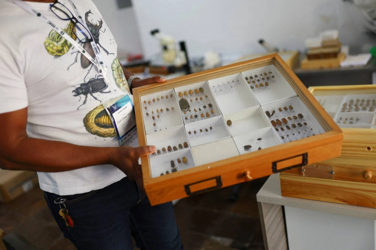 Jhon Cesar Neita, curator of the entomology and invertebrates collection of the Alexander von Humboldt Biological Resources Research Institute, holds a box with beetles discovered during the expeditions.  Jhon Cesar Neita, curator of the entomology and invertebrates collection of the Alexander von Humboldt Biological Resources Research Institute, holds a box with beetles discovered during the expeditions.
