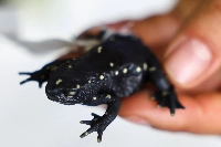 Andrea Galeano, head of amphibian and reptile collections at the Alexander von Humboldt Biological Resources Research Institute, holds an Atelopus marinkellei frog captured during the Humboldt Institute's expeditions, in Villa de Leyva, Colombia, on Oct. 11. | REUTERS