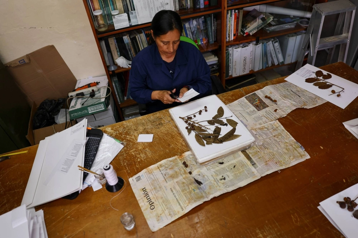 An employee of the Alexander von Humboldt Biological Resources Research Institute works on the conservation of the plant collection of the institute's herbarium. An employee of the Alexander von Humboldt Biological Resources Research Institute works on the conservation of the plant collection of the institute's herbarium.