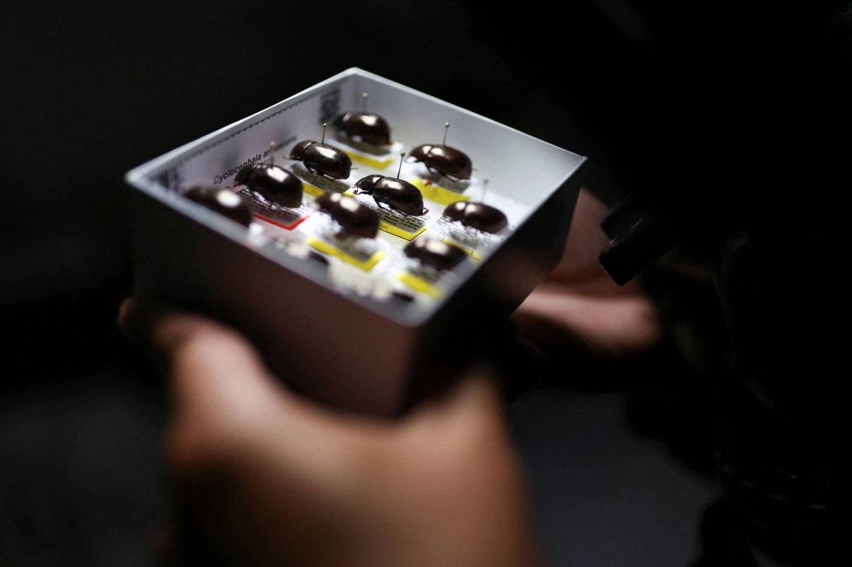 Jhon Cesar Neita, curator of the entomology and invertebrates collection of the Alexander von Humboldt Biological Resources Research Institute, shows off a box with beetles (Cyclocephala Arhuacana), a new species discovered during the expeditions of the Humboldt Institute.  Jhon Cesar Neita, curator of the entomology and invertebrates collection of the Alexander von Humboldt Biological Resources Research Institute, shows off a box with beetles (Cyclocephala Arhuacana), a new species discovered during the expeditions of the Humboldt Institute.