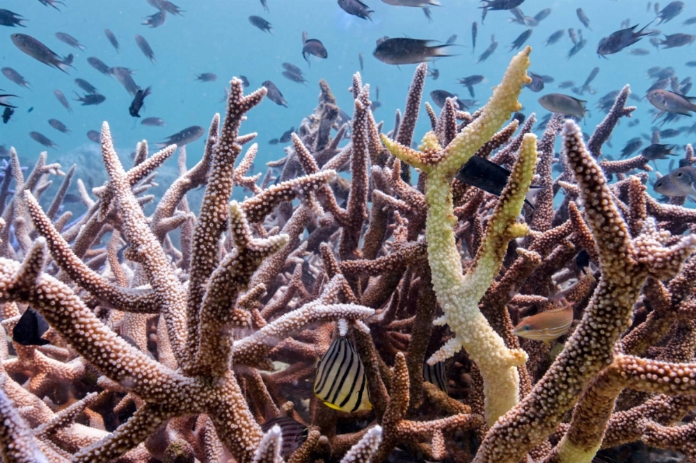 Bleached corals in Koh Mak, Thailand, on May 8 Bleached corals in Koh Mak, Thailand, on May 8